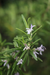 Rosemary bush with many lilac flowers on branch. Rosmarinus officinalis plant in bloom
