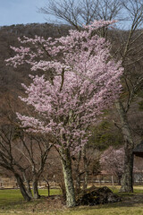 Plakat 桜の花　Old Japanese houses and cherry blossoms