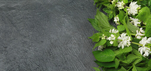 Edible plants and flowers on a dark background.