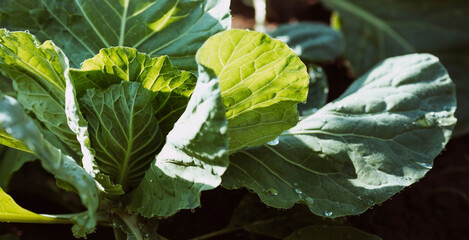 Naklejka premium Cabbage, organic vegetable garden without chemicals. Cabbage leaves are tied into a head. Close-up. Formation of cabbage leaves into a head.