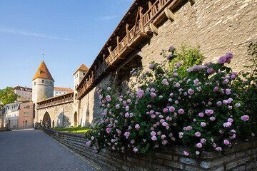 Obraz premium Nun's tower and city wall platform in Tallinn, Estonia