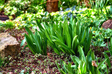 Fototapeta premium Closeup of a fresh narrow-leaf plantain, Plantago lanceolata. A view of tall fresh green plants in a garden with varieties of flowers in blurred background in springtime.