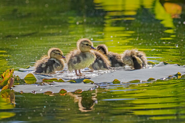 Ducks on Lili pad  in the Pond © Jennifer Chen