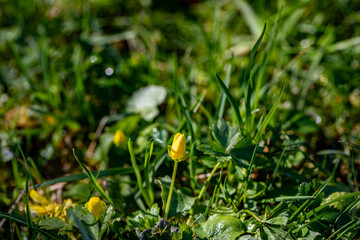Ficaria verna flower growing in meadow, close up