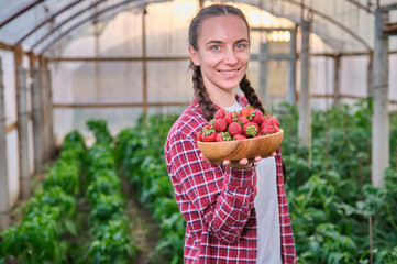 woman worker Harvesting strawberry in greenhouse holding wood plate in front