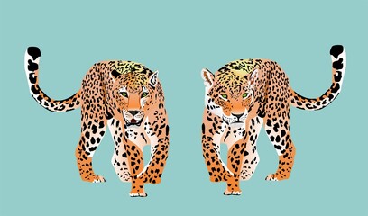 Couple of Leopards in stand pose looks strait colorfull vector