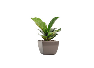 Plants in pots, for interior decoration, isolated background. 