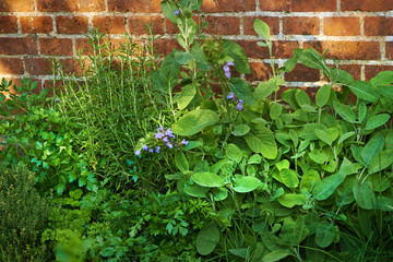 View of fresh parsley, thyme, coriander and basil growing in a vegetable garden at home. Texture detail of vibrant and lush cooking aroma herbs blooming and sprouting in bushes and shrubs in backyard