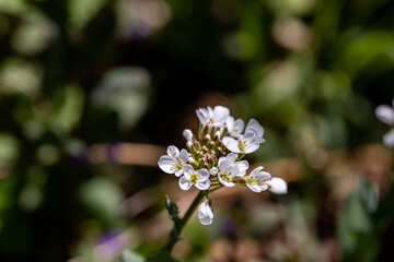 Noccaea montana in meadow, close up shoot