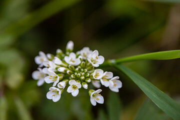 Noccaea montana in meadow, close up	