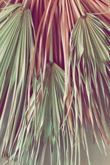 Dry palm leaves pattern background. Botanical poster. toned