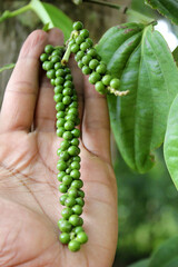 hand plucking Black pepper plant with fresh green peppercorns and leaves in the farm, Kind of herb,...