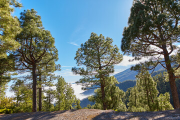 Pine forest in the mountains against a bright blue sky in Spain. Evergreen coniferous boreal woodland in rural countryside hills on a sunny day in La Palma on the Canary Islands with copy space