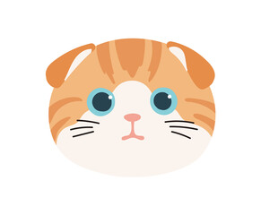 スコティッシュフォールド　顔