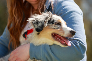 Australian Shepherd, dog, lying in the arms of a woman, portraits of the dog's head..