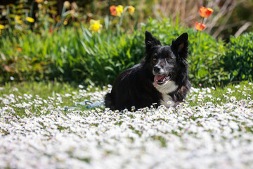 Border collie black and white lying on a flower meadow with ears pricked..