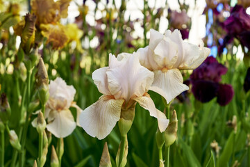 beige iris blooming in the garden in spring