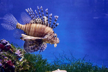 Zebra lionfish or zebra fish or striped lionfish lat. Pterois volitans is a species of ray-finned...