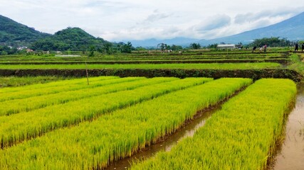 Fototapeta na wymiar Land of Green Rice Fields, agriculture village with mountain panorama