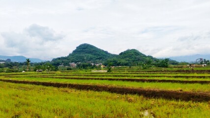 Fototapeta na wymiar Land of Green Rice Fields, agriculture village with mountain panorama