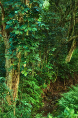 Trees of the rainforest in Hawaii with beautiful green color. Landscape nature of a tropical travel location. Scenery of wild outdoors with bushes, forest, trees, and plants with tropical moist.