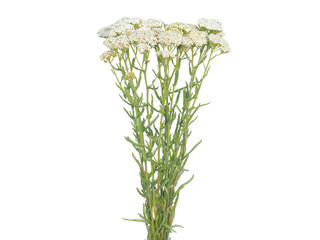 Yarrow blooming plant bouquet isolated on white, Achillea millefolium