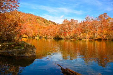 鎌池　湖畔　紅葉　秋　妙高戸隠連山国立公園　池　森林　雨飾高原　ブナの木　長野県小谷村
