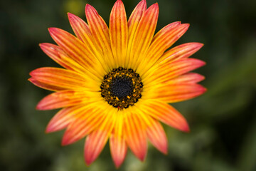 A multicolor African Daisy