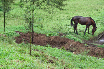 Fototapeta premium Horse Live In Stable