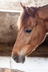 Fototapeta premium Horse Live In Stable