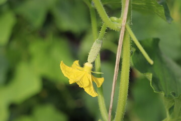 Cucumbers growing in a greenhouse, healthy vegetables without pesticide, organic product.
