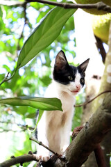 black and white cat. cat on the tree. he's name tedy