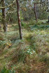 A beautiful wild pine forest with lush green grass and uncultivated foliage. A quiet and calm, ecological and sustainable forest in nature with scenic woods and wilderness during the spring season