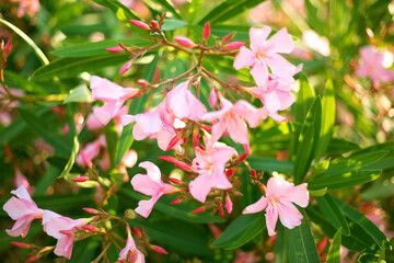 Beautiful pink oleander flowers on blur green leaves background