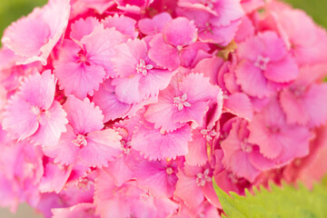 Close up light pink hortensia fresh flowers blur background.