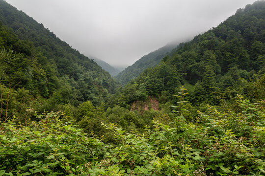 Blackberry and Valgrande Forest with fog. Pajares, Asturias, Spain.