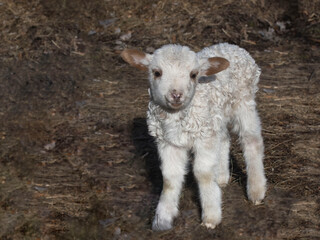 Face of a new born white lamb in spring. Week old Lamb