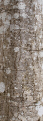 Obraz premium Tree bark textured background. Detail of nature. Alder bark texture, abstract natural background