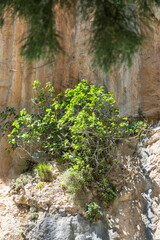 Die Samaria-Schlucht auf Kreta - Der Gran Canyon Europas