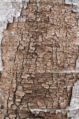 Tree bark textured background. Detail of nature. Alder bark texture, abstract natural background