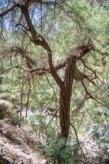 Die Samaria-Schlucht auf Kreta - Der Gran Canyon Europas