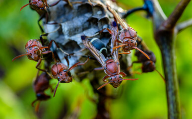 Closeup of Paper Wasps protecting nest and menacing.