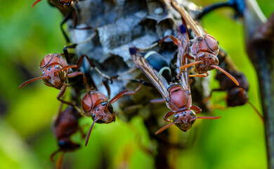 Closeup of Paper Wasps protecting nest and menacing.