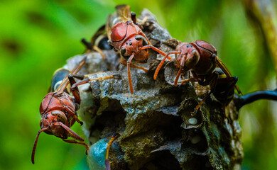 Closeup of Paper Wasps protecting nest and menacing.