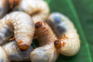 May beetle larvae close-up. Dangerous pest for the garden. Fat caterpillar.