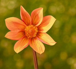 Beautiful close-up of an orange dahlia