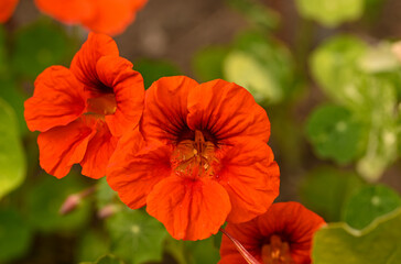 Close-up of tropaeolum majus, Belgium