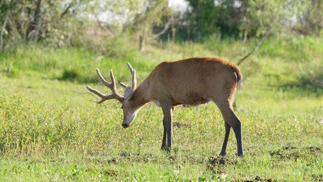 Handheld wildlife shot of a wild tawny marsh deer, blastocerus dichotomus walking out of the swampy lake with water dripping off its body at ibera wetlands, pantanal natural region, south america.