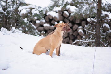 A beautiful thoroughbred American Pit Bull Terrier is playing on a winter field.