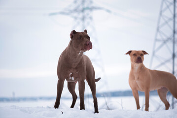 A beautiful thoroughbred American Pit Bull Terrier is playing on a winter field.